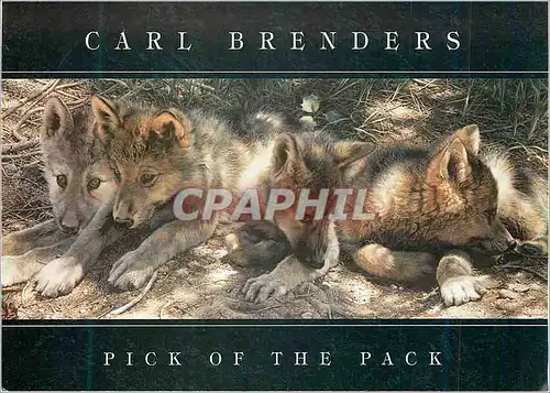 Moderne Karte Pick of the Parck Carl Brenders Chiens