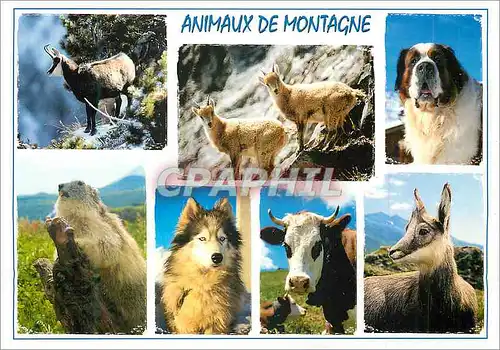Moderne Karte Animaux de Montagne Chien Husky Vache Isard Chamois