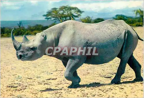 Moderne Karte Rhinoceros Faune Africaine