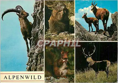 Cartes postales moderne Alpen Wild Murmettier Gemsen Eichhornchen Rothirsch