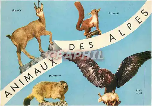 Cartes postales moderne Animaux des Alpes Chamois Ecureuil Marmotte Aigle royal
