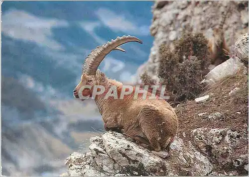 Moderne Karte Le Bouquetin Images de Chez nous Gros male au Repos