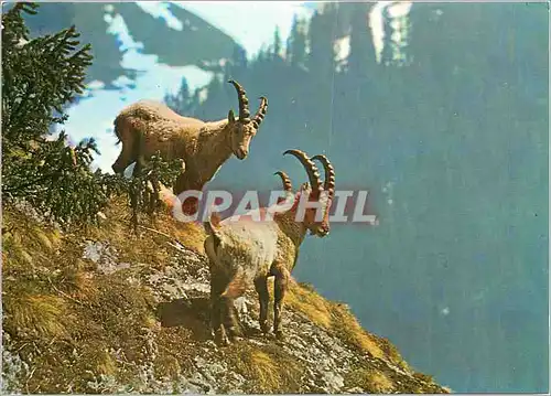 Cartes postales moderne Bouquetins au printemps Animaux de Montagne