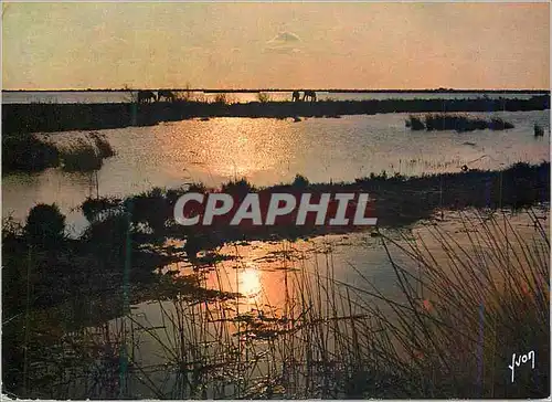 Cartes postales moderne Coucher du Soleil sur la Camargue Couleurs et Lumiere de France