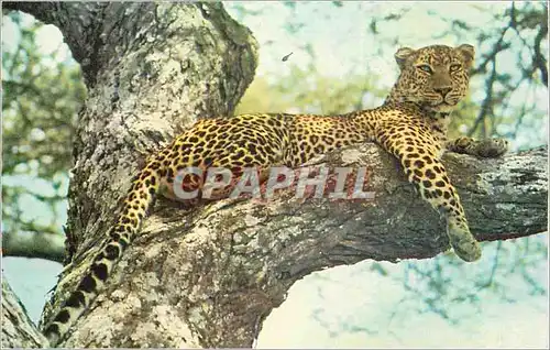 Cartes postales moderne Panthere