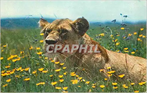 Cartes postales moderne Lionne au Repos Lion