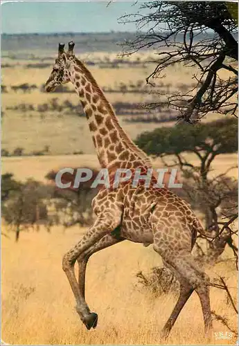Cartes postales moderne Girafe Faune Africaine
