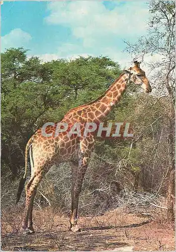 Cartes postales moderne Girafe