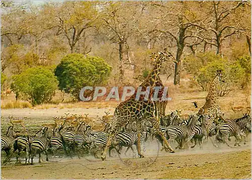 Cartes postales moderne In the Kruger National Park Girafe Zebre