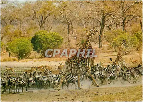 Moderne Karte In the Kruger National Park Girafe Zebre