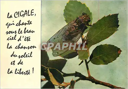 Moderne Karte Cigale qui Chante sous le beau Ciel d'ete