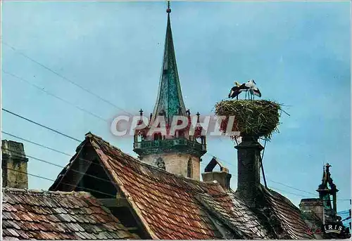 Cartes postales moderne Obernai L'Alsace Pittoresque Nid de Cigognes