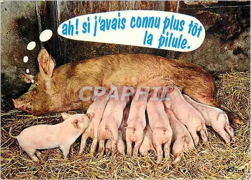 Moderne Karte Animaux Humoristiques Une Belle Mere Cochon Porc