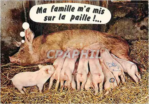 Cartes postales moderne Animaux Humoristiques Une Belle Mere Cochon Porc