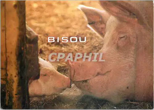 Cartes postales moderne Bisou Cochon Porc