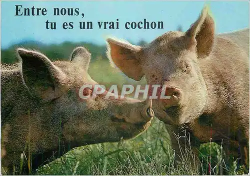 Moderne Karte Entre nous tue es un vrai Cochon