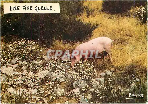 Moderne Karte Une fine Gueule Cochon Porc