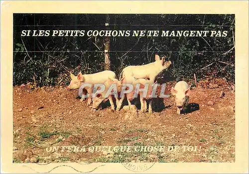 Cartes postales moderne Si les Petits Cochons ne te mangent pas on fera quelque Chose de Toi
