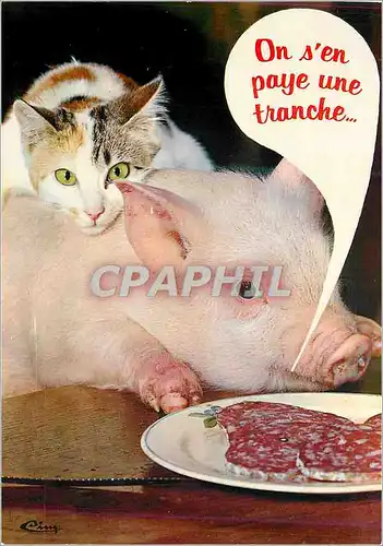Cartes postales moderne Animaux Humoristiques Une Belle Mere Cochon et chat