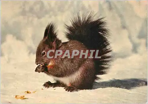 Cartes postales moderne Arosa eichhornchen