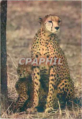 Cartes postales moderne Guepards Faune Africaine