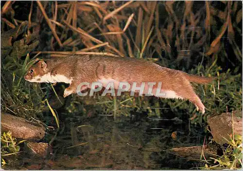 Cartes postales moderne Bavaraia Reinhard Route Sautan un Couse d'Eau Bavaria Rheinhard