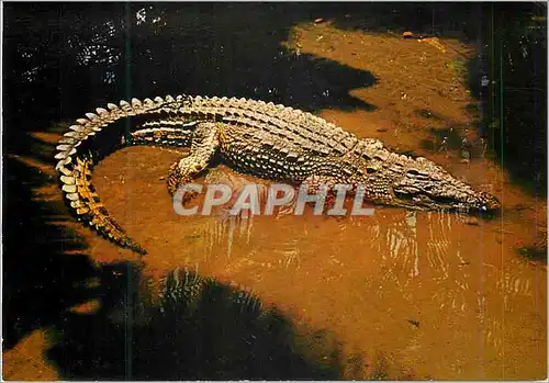 Cartes postales moderne Crocodile