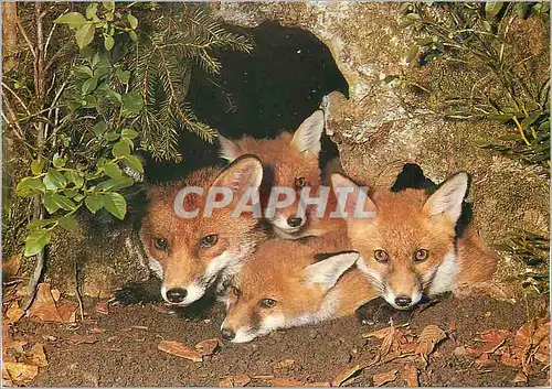 Moderne Karte Vulpes Vulupes Famille Fuchs. Famille de renrards Fox Tamilyy