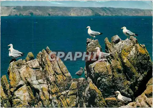 Moderne Karte Goelands sur les Rochers La Bretagne en Couleurs