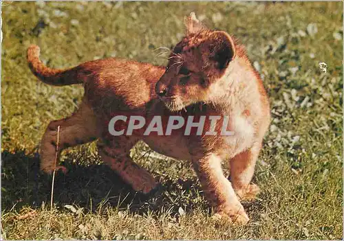 Cartes postales moderne Parc Zoologique Paris Museum National d'Histoire Naturelle Lion Lionceau