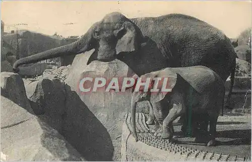 Cartes postales moderne Parc Zoologique du Bois de Vincennes Paris Museum National d'Histoire Naturelle Elephant d'Asie