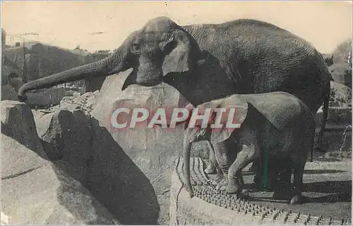 Moderne Karte Parc Zoologique du Bois de Vincennes Paris Museum National d'Histoire Naturelle Elephant d'Asie