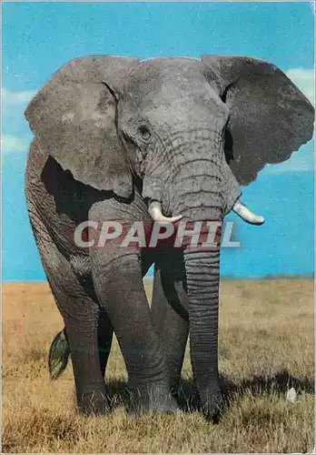 Moderne Karte Elephant African Wild Life