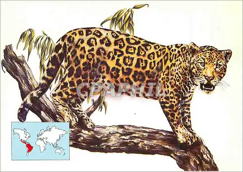 Cartes postales moderne Jaguar (Panthera Onca)