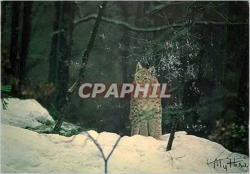 Cartes postales moderne Lynx Lynx