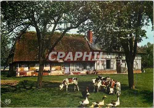 Cartes postales moderne En Normandie Pommiers en Fleurs Vaches