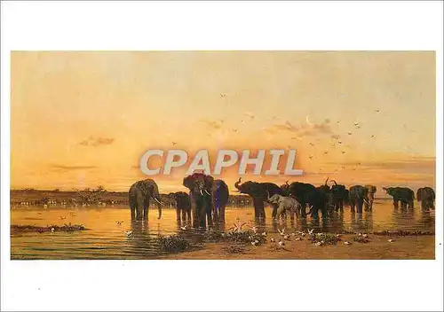 Cartes postales moderne Elephants d'Afrique Charles de Tournemine (1812 1872)