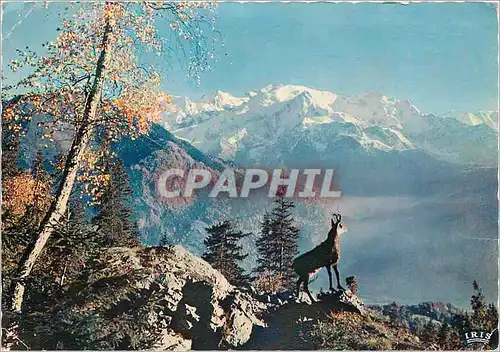 Cartes postales moderne Le Chamois des Alpes