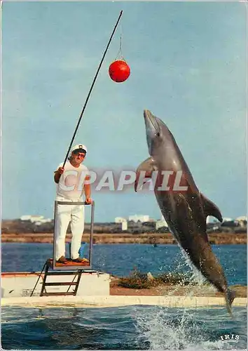 Cartes postales moderne Les Dauphins Savants