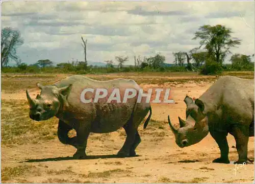 Moderne Karte Les Rhinoceros Animaux d'Afrique en Liberte