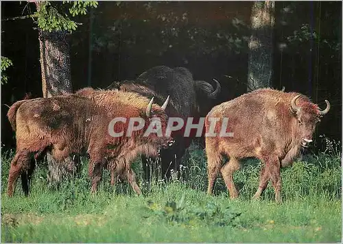 Cartes postales moderne Bison d'Europe WWF