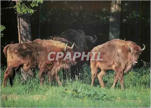 Moderne Karte Bison d'Europe WWF