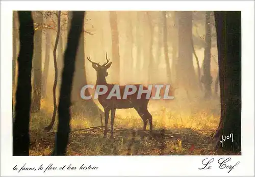 Cartes postales moderne Le Cerf est le plus Grand angule Sauvage de France