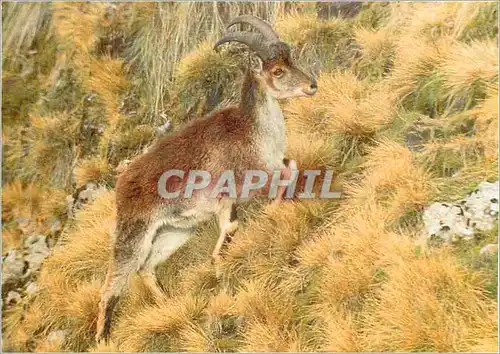 Cartes postales moderne Der Athiopische Steinbock WWF Walia Ibex