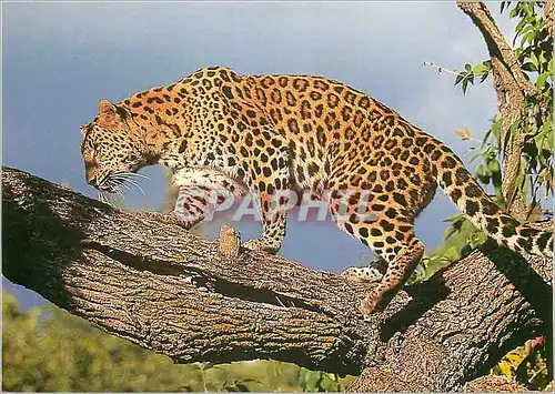 Cartes postales moderne Leopard de l'Amour WWF