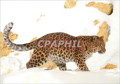 Cartes postales moderne Leopard de l'Amour WWF