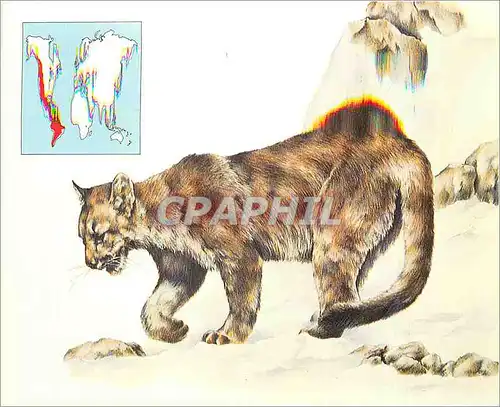 Cartes postales moderne Puma ou Couguar (Felis Concolor)