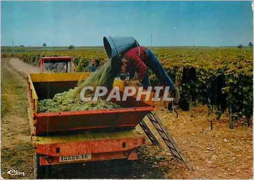 Moderne Karte Scenes de Vandanges en Charente