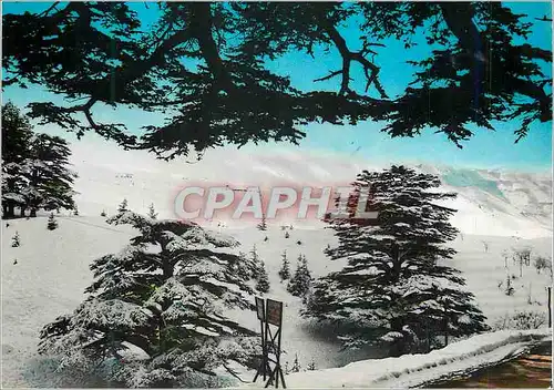 Cartes postales moderne Lebanon Les Cedres