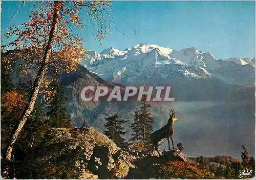 Cartes postales moderne Le Chamois des Alpes